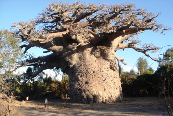 baobab