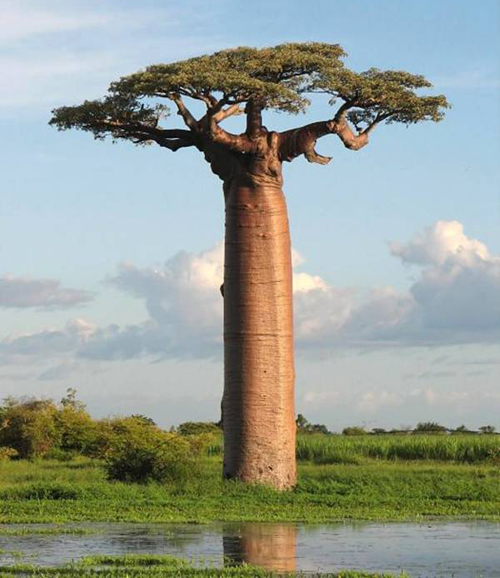 baobab2