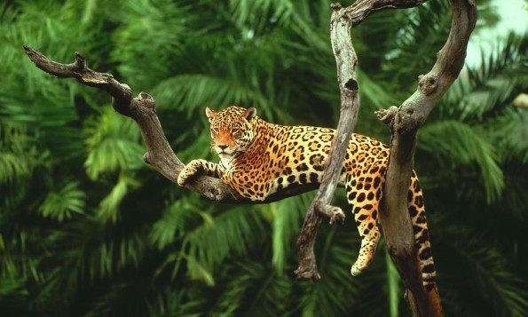Jaguar (Panthera onca) in a tree Pantanal, Brazil.